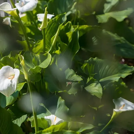 Kazalac Oasis Apartament