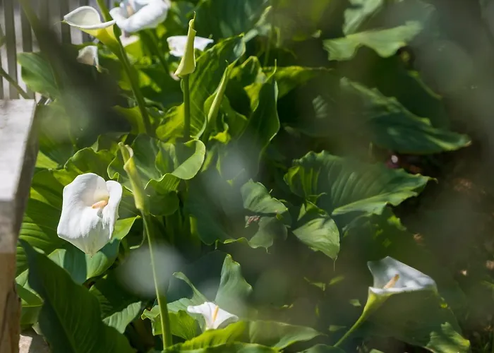 Kazalac Oasis Apartman